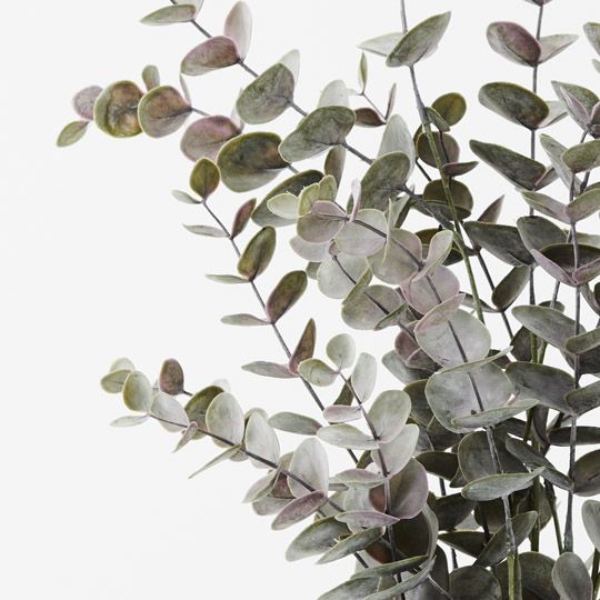 6 x Eucalyptus Bush in Pot, Grey 53cmh (FI9805GY)