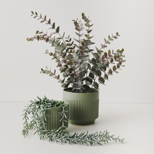 6 x Eucalyptus Bush in Pot, Grey 53cmh (FI9805GY)