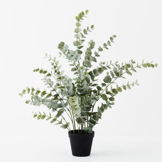 4 x Eucalyptus Bush in Pot, Green Grey 68cmh (FI9806GR)