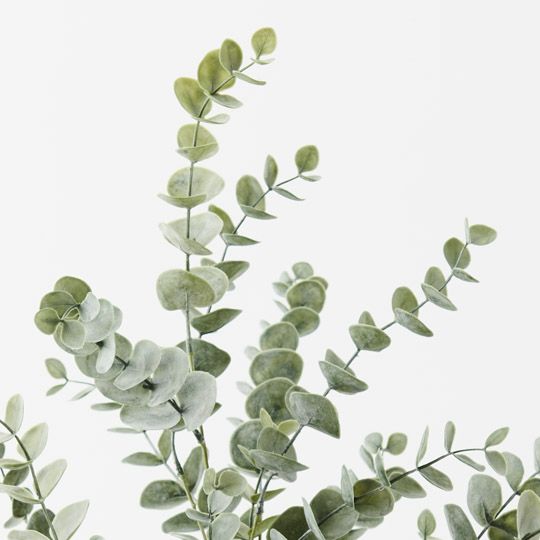 4 x Eucalyptus Bush in Pot, Green Grey 68cmh (FI9806GR)