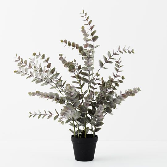 4 x Eucalyptus Bush in Pot, Grey 68cmh (FI9806GY)