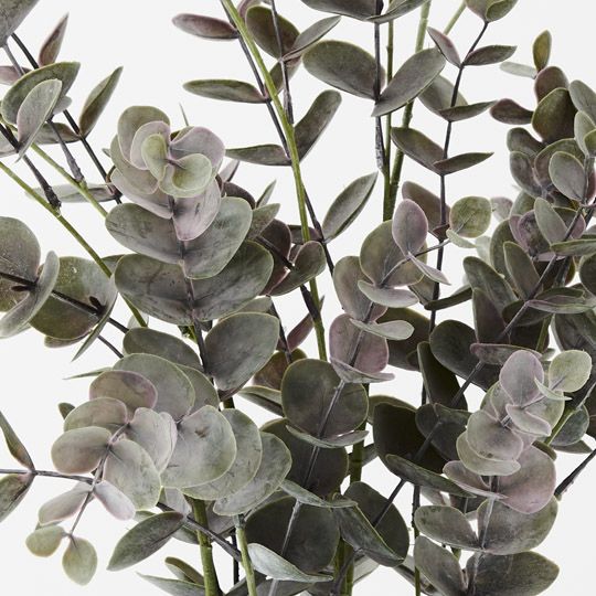 4 x Eucalyptus Bush in Pot, Grey 68cmh (FI9806GY)