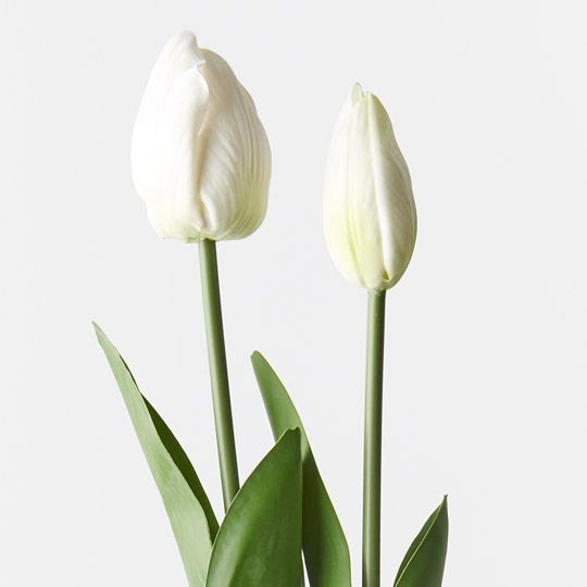 12 x Tulip Bud & Bloom (set/2) White 49cml (FI9824WH)