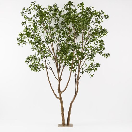 Japanese Andromeda Tree, Green 290cmh