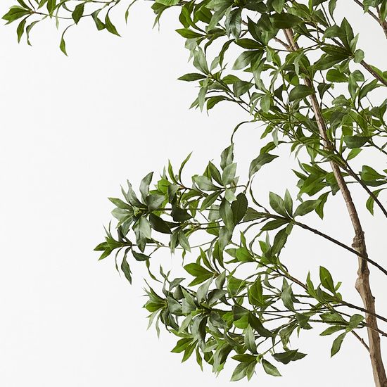Japanese Andromeda Tree, Green 290cmh