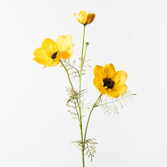 12 x Coreopsis Spray Yellow 76cml (FI9951YE)