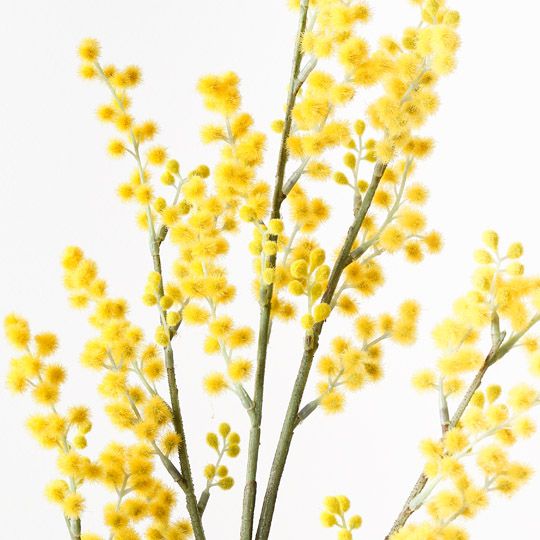 12 x Wattle Spray Yellow 99cml (FI9981YE)