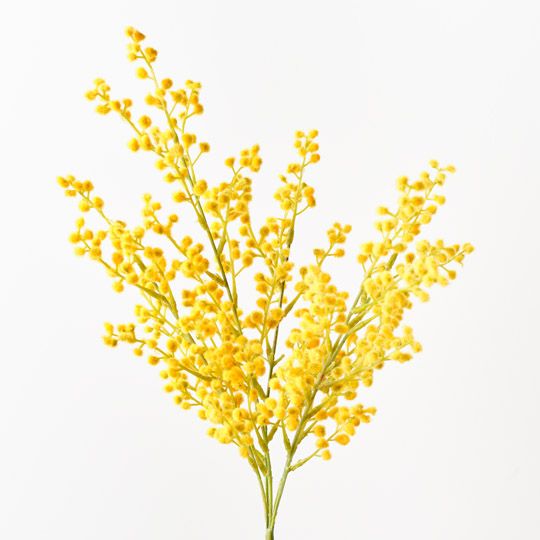 12 x Wattle Bush Yellow 48cml (FI9978YE)