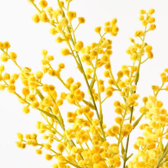 12 x Wattle Bush Yellow 48cml (FI9978YE)