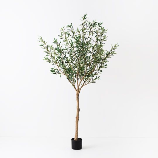 Olive Tree, Grey Green 183cmh (FI10526GY)