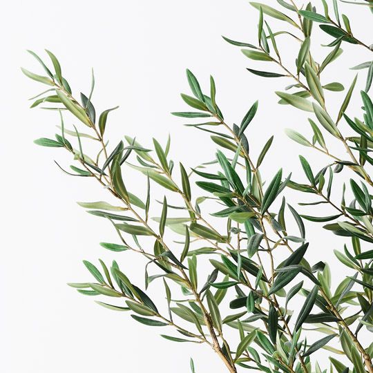 Olive Tree, Grey Green 183cmh (FI10526GY)