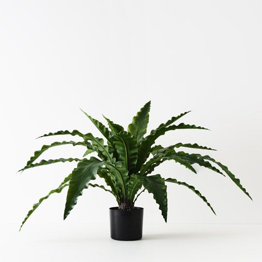 2 x Fern Birds Nest Plant, Green 66cmw x 42cmh (FI10505GR)