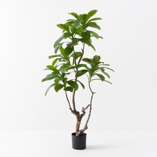 2 x Loquat Tree, Green 183cmh (FI10524GR)