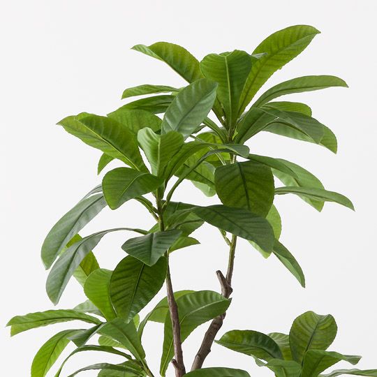 2 x Loquat Tree, Green 183cmh (FI10524GR)