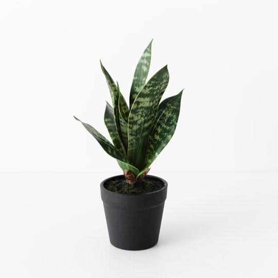 12 x Sansevieria Plant, Green 19cmh (FI10506GR)