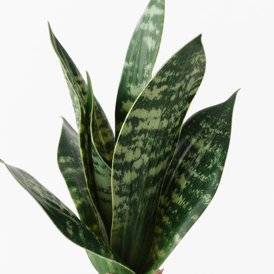 12 x Sansevieria Plant, Green 19cmh (FI10506GR)