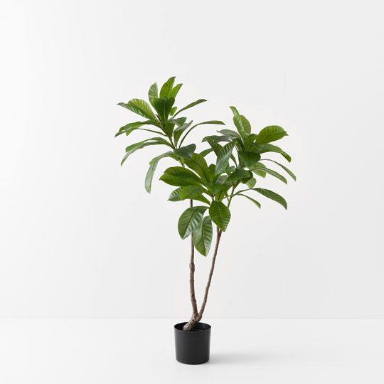 2 x Loquat Tree, Green 122cmh (FI10523GR)