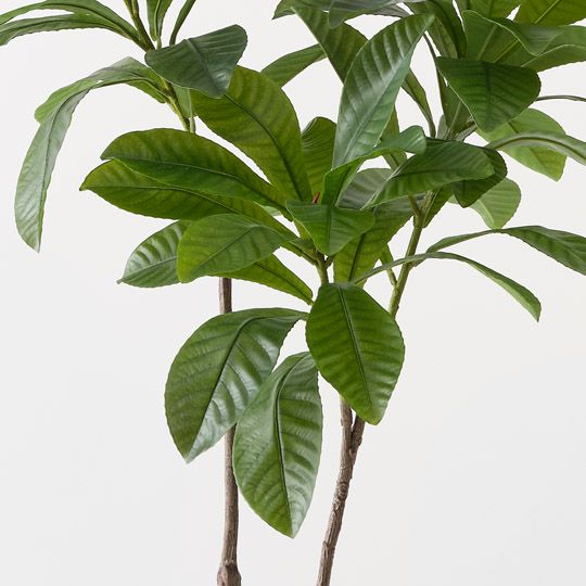 2 x Loquat Tree, Green 122cmh (FI10523GR)