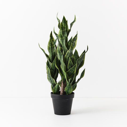 Sansevieria Plant, Green 99cmh (FI10510GR)