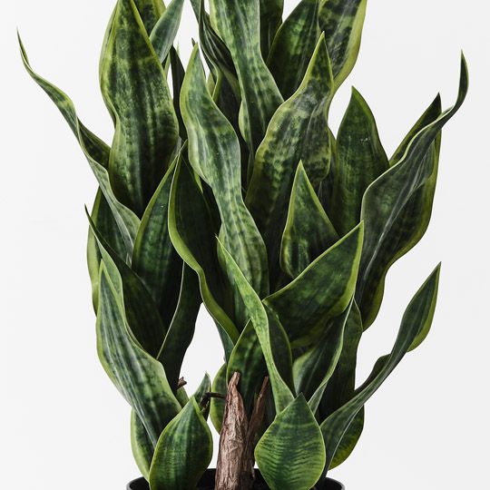 Sansevieria Plant, Green 99cmh (FI10510GR)