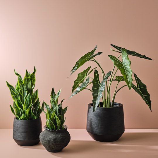 Sansevieria Plant, Green 99cmh (FI10510GR)