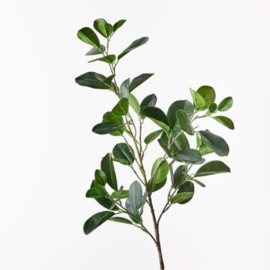 12 x Ficus Microcarpa Spray Green 89cml (FI10428GR)