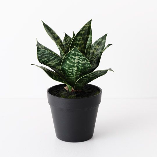 6 x Sansevieria Plant, Green 25cmh (FI10507GR)