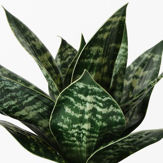 6 x Sansevieria Plant, Green 25cmh (FI10507GR)