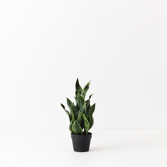 6 x Sansevieria Plant, Green 51cmh (FI10508GR)