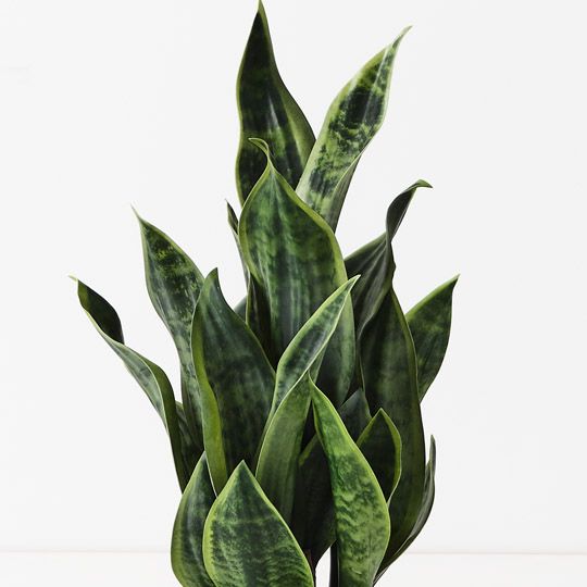 6 x Sansevieria Plant, Green 51cmh (FI10508GR)