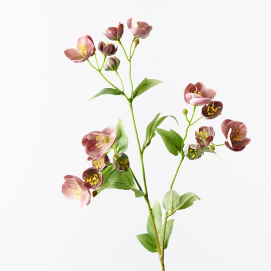 12 x Hellebore Spray Eggplant 60cml (FI10402EP)