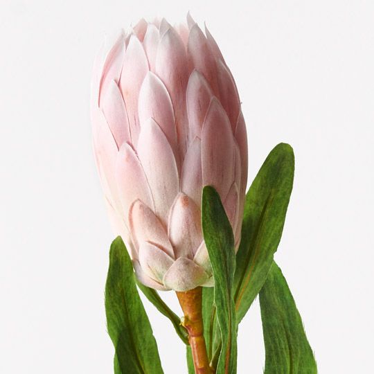 12 x Protea Queen Light Pink 66cml (FI9982LP)