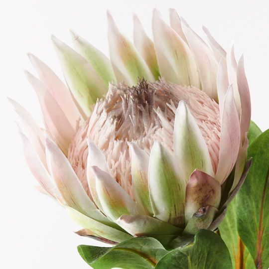 12 x Protea King Light Pink 73cml (FI9983LP)