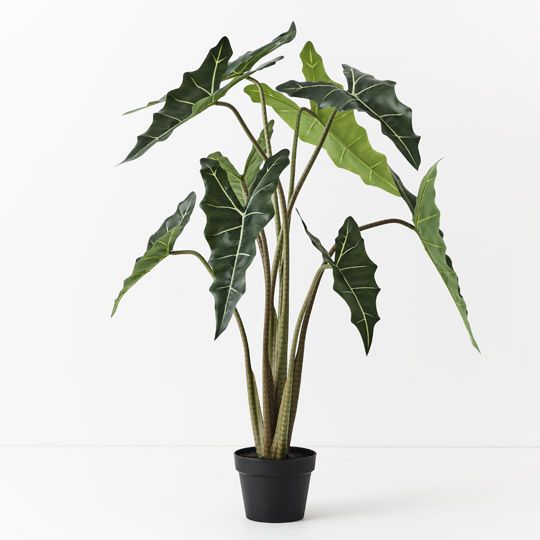 2 x Alocasia Plant, Green 120cmh (FI10504GR)