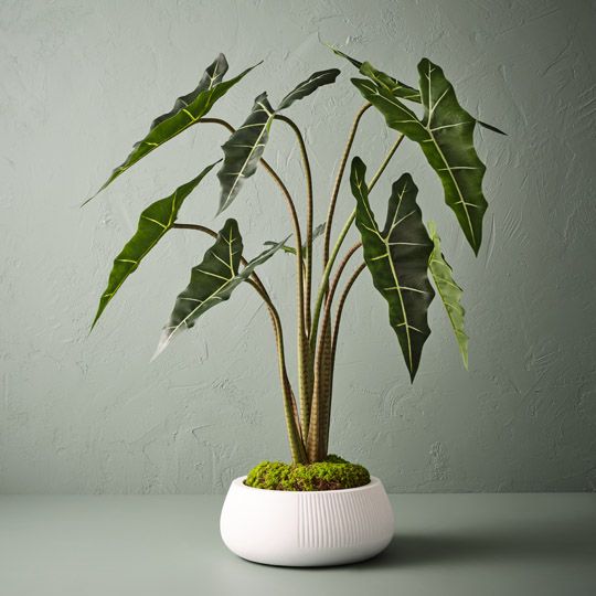 2 x Alocasia Plant, Green 120cmh (FI10504GR)