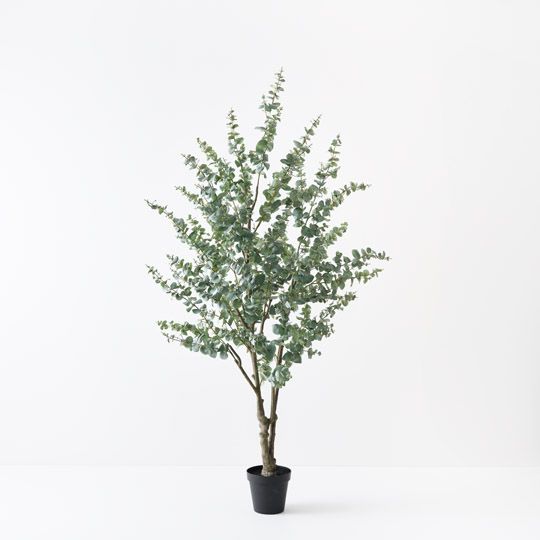 Eucalyptus Tree, Green 220cmh (FI10520GR)