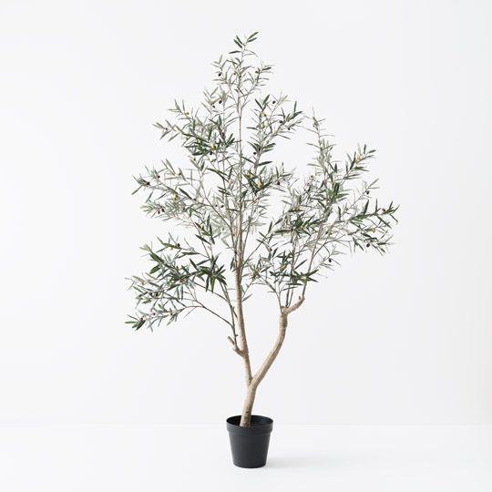 Olive Tree, Grey Green 213cmh (FI10527GY)