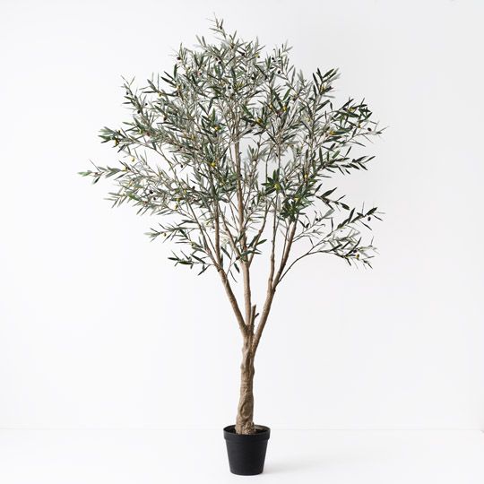 Olive Tree, Grey Green 285cmh (FI10528GY)