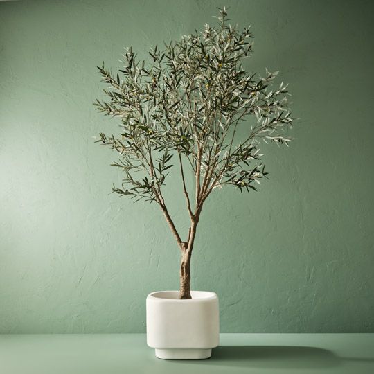 Olive Tree, Grey Green 285cmh (FI10528GY)