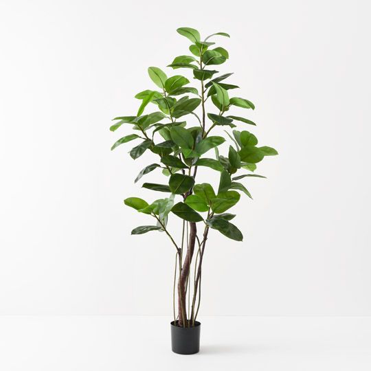 2 x Rubber Tree, Green 210cmh (FI10516GR)