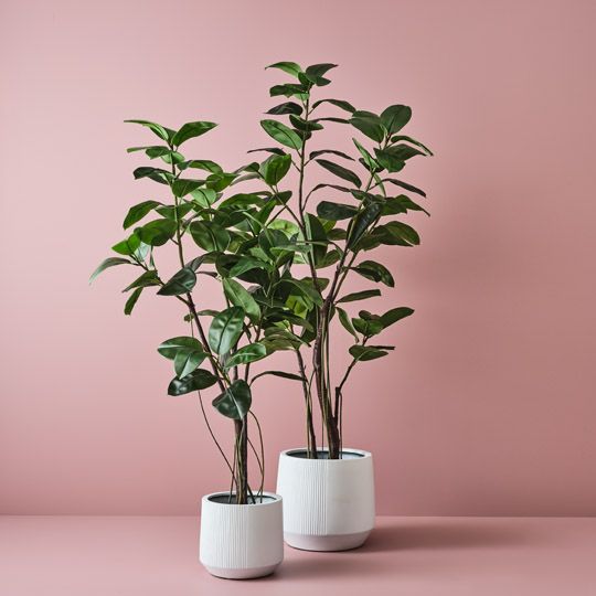 2 x Rubber Tree, Green 210cmh (FI10516GR)