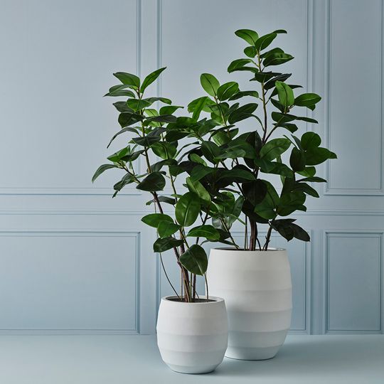 2 x Rubber Tree, Green 210cmh (FI10516GR)