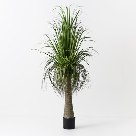 2 x Grass Yucca Plant, Green 170cmh (FI10499GR)