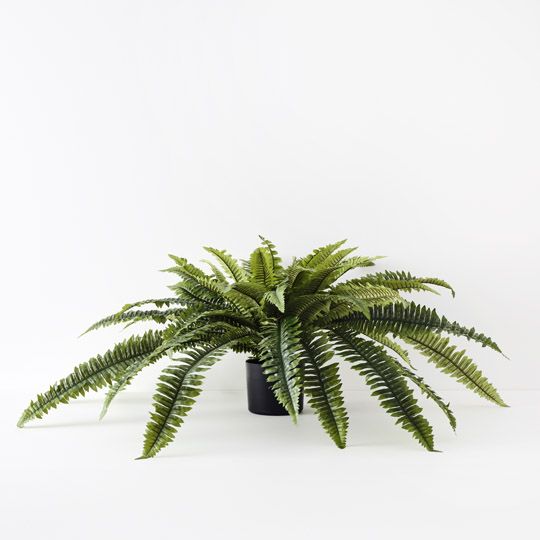 4 x Fern Boston Plant, Green 47cmh x 120cmd (FI10465GR)