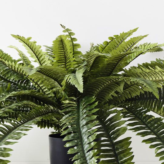 4 x Fern Boston Plant, Green 47cmh x 120cmd (FI10465GR)