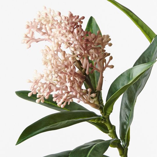 12 x Skimmia Spray Light Pink 75cml (FI9993LP)