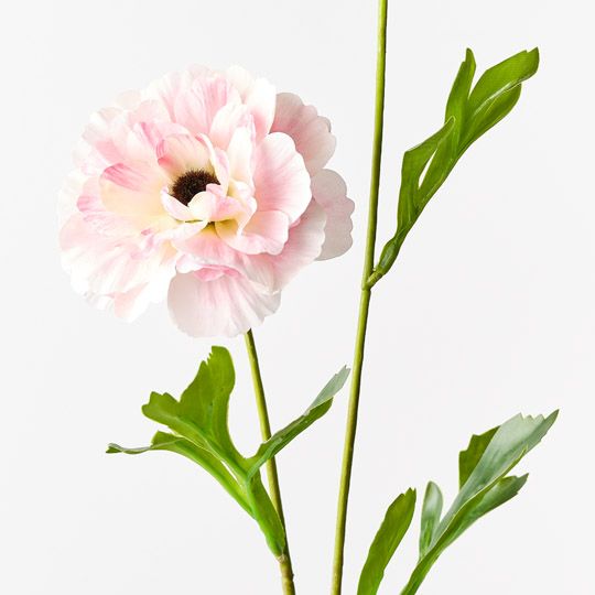 12 x Ranunculus Spray Light Pink 60cml (FI10403LP)