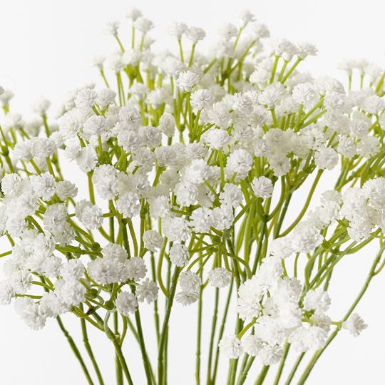 12 x Babys Breath Bush White 39cml (FI10437WH)