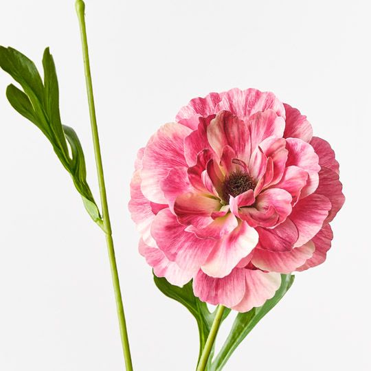 12 x Ranunculus Spray Fuschia 60cml (FI10403FU)