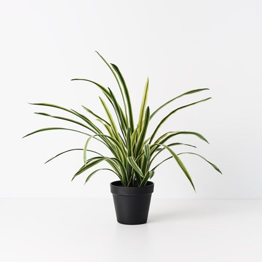 6 x Grass Plant, Variegated 45cmh (FI10484VG)